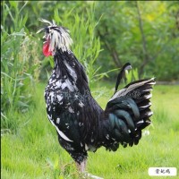 【廠家熱銷(xiāo)】天翔麻雞苗中速麻雞紅玉雞苗清遠(yuǎn)麻二號(hào)紅羽公雞廣麻