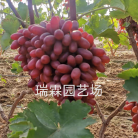 長?？巳鹕咸衙?木果樹苗木批發(fā) 葡萄苗樹葡萄樹苗