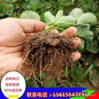 【草莓】草莓批發(fā) 甜寶草莓 章姬草莓 甜寶 奶油草莓 現挖現賣