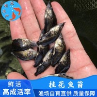 廣州水產養殖廠供應桂花魚苗 鱖魚苗 翹嘴桂花苗 桂魚魚苗