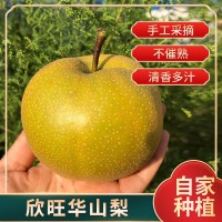 順豐華山梨山東萊陽正宗時令水果大果梨子當(dāng)季皮薄多汁脆爽華山梨