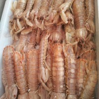 新鮮蝦蛄 爬蝦 皮皮蝦 琵琶蝦 東海海鮮量大順風冷鏈發貨