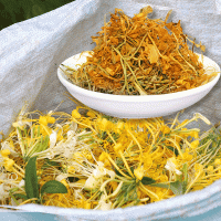 湖南五彩金銀花 烘干當季新貨泡茶產(chǎn)地直供 醫(yī)藥提取洗澡洗臉泡腳