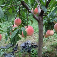 四川桃苗批發基地，國慶桃三年苗，品種保證基地直發