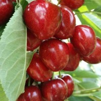 布魯克斯櫻桃樹苗、成都大櫻桃苗批發、車厘子苗