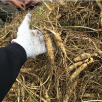 長白山新鮮人參現挖鮮參吉林帶土鮮人參農戶種植東北特產一件代發
