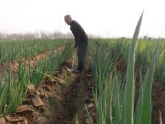 掌握這些技巧，輕松種出又粗又壯的大蔥！