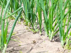 自家種植什么蔬菜容易高產？