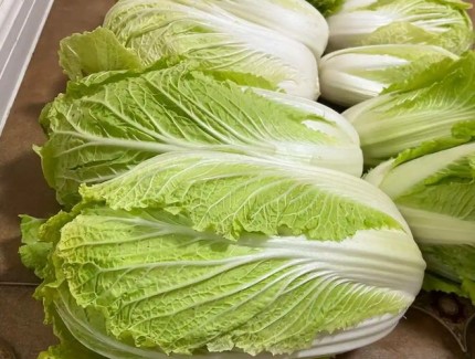 大白菜缺磷不用愁！教你識別癥狀以及如何解決