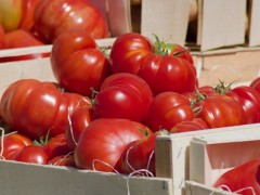 大棚種植西紅柿，如何管控病蟲害問題？