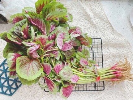 如何種植莧菜？莧菜種植的4個要點！